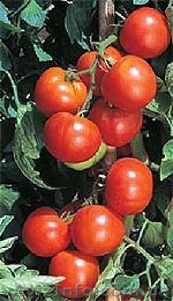 томат Закаточный - <ro>Изображение</ro><ru>Изображение</ru> #1, <ru>Объявление</ru> #836359