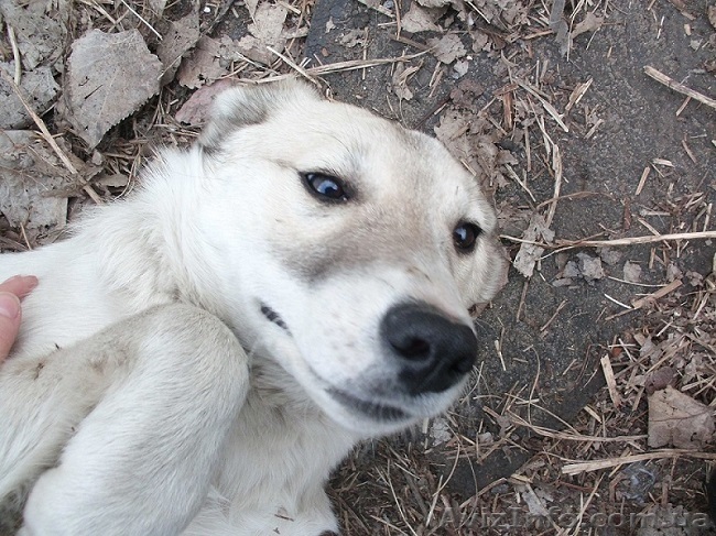 ЛАСКА-море радости и света! - <ro>Изображение</ro><ru>Изображение</ru> #1, <ru>Объявление</ru> #856420