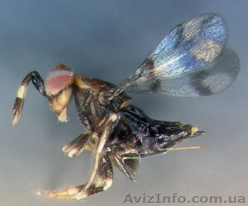 Трихограма. Реалізація та авіавнесення дельтопланом - <ro>Изображение</ro><ru>Изображение</ru> #1, <ru>Объявление</ru> #865740