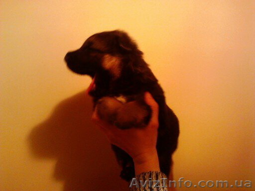 Щенок от профессионального заводчика кинолога - <ro>Изображение</ro><ru>Изображение</ru> #1, <ru>Объявление</ru> #857200