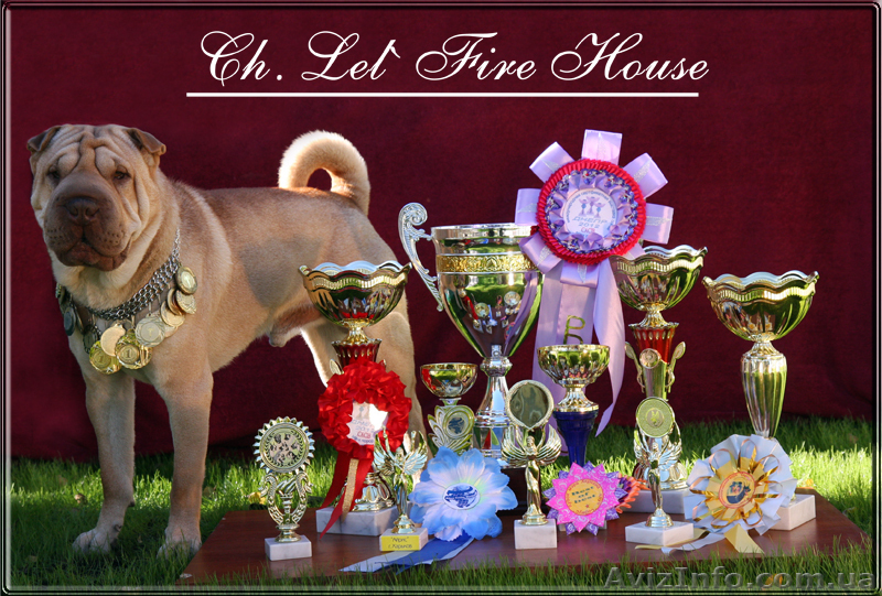 Шар-пей, вязка, элитный кобель! - <ro>Изображение</ro><ru>Изображение</ru> #1, <ru>Объявление</ru> #866478