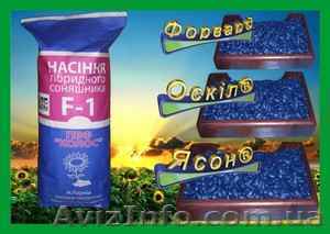 Качественные семена подсолнечника: Ясон, Форвард. - <ro>Изображение</ro><ru>Изображение</ru> #1, <ru>Объявление</ru> #869367