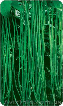 продам семена Вигна китайская - <ro>Изображение</ro><ru>Изображение</ru> #1, <ru>Объявление</ru> #852065