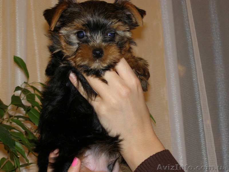 Срочно продаются шикарные щенки йорки!Крови интерчемпионов! - <ro>Изображение</ro><ru>Изображение</ru> #1, <ru>Объявление</ru> #862507