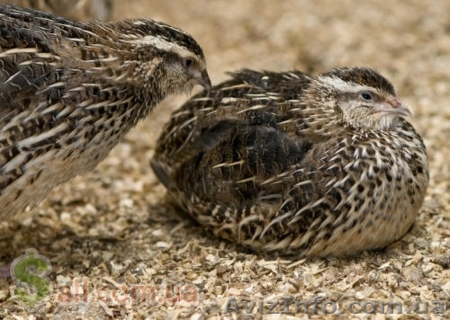 перепела разного возраста - <ro>Изображение</ro><ru>Изображение</ru> #1, <ru>Объявление</ru> #888318