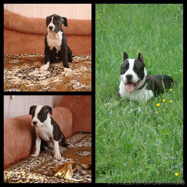 Стафята малыши документы КСУ - <ro>Изображение</ro><ru>Изображение</ru> #1, <ru>Объявление</ru> #892430