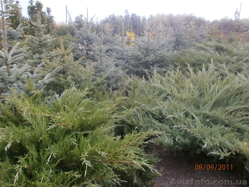 Могилевский питомник декоративных растений - <ro>Изображение</ro><ru>Изображение</ru> #1, <ru>Объявление</ru> #874091