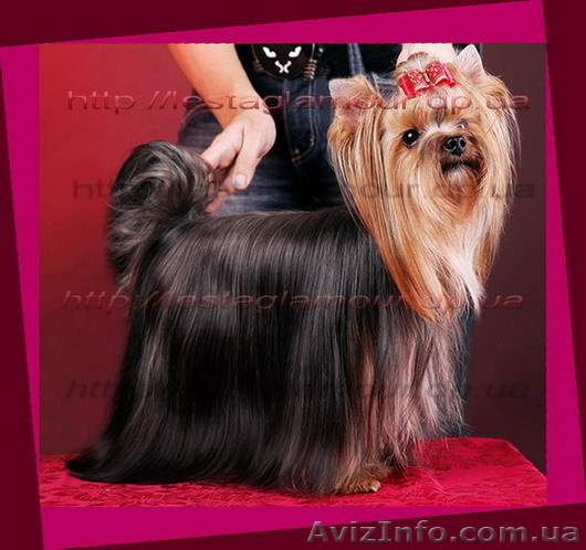 Настоящие йорки. Щенки. Реальные цены. - <ro>Изображение</ro><ru>Изображение</ru> #1, <ru>Объявление</ru> #873847