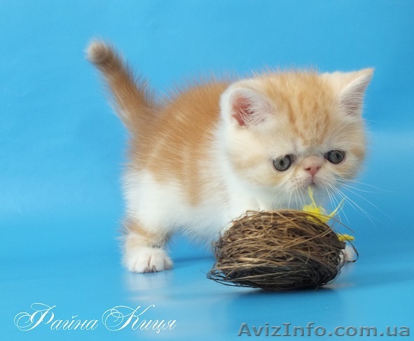 Экзотический короткошерстный котик - <ro>Изображение</ro><ru>Изображение</ru> #1, <ru>Объявление</ru> #894624