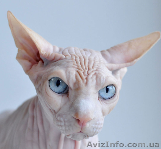 Служба Поручений Днепропетровск 0982425660 - <ro>Изображение</ro><ru>Изображение</ru> #1, <ru>Объявление</ru> #904613