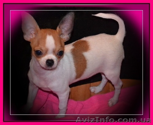 Замечательный чихуашка, недорого  - <ro>Изображение</ro><ru>Изображение</ru> #1, <ru>Объявление</ru> #894133