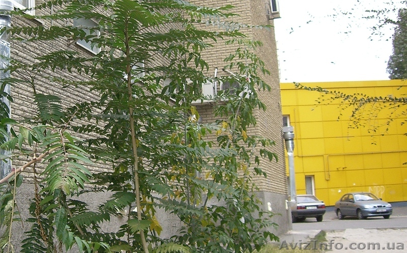 Продуктовый магазин с оборудованием - <ro>Изображение</ro><ru>Изображение</ru> #1, <ru>Объявление</ru> #902829