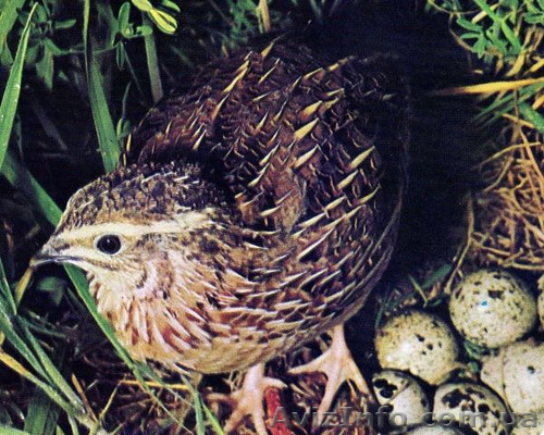 ЧП " Виктория Перепелка" - <ro>Изображение</ro><ru>Изображение</ru> #1, <ru>Объявление</ru> #921348