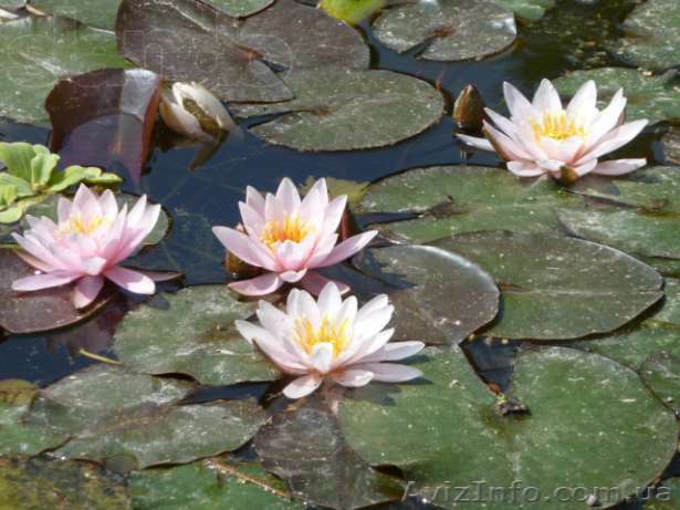 Продам водные лилии (кувшинки, нимфеи). - <ro>Изображение</ro><ru>Изображение</ru> #1, <ru>Объявление</ru> #920820