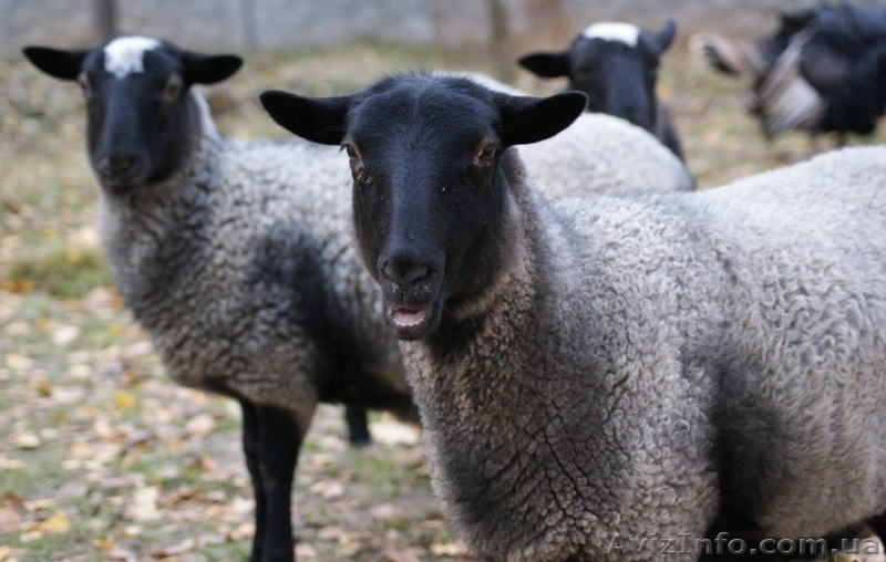 Продажа Баранов оптом и в розницу - <ro>Изображение</ro><ru>Изображение</ru> #1, <ru>Объявление</ru> #918381