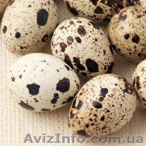 Домашнее мясо и яйца перепелов - <ro>Изображение</ro><ru>Изображение</ru> #1, <ru>Объявление</ru> #921530