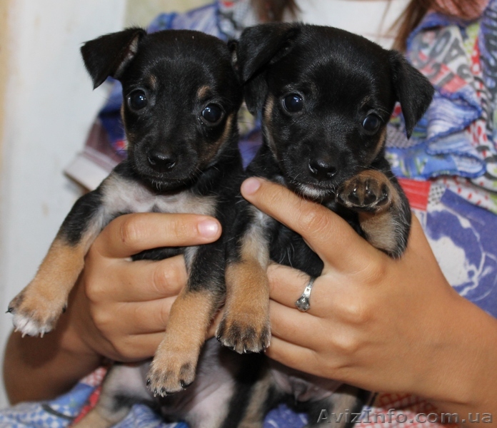 Малыши тойчики ждут своих хозяев - <ro>Изображение</ro><ru>Изображение</ru> #1, <ru>Объявление</ru> #950606