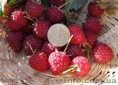 Малина         с  поля - <ro>Изображение</ro><ru>Изображение</ru> #1, <ru>Объявление</ru> #940357