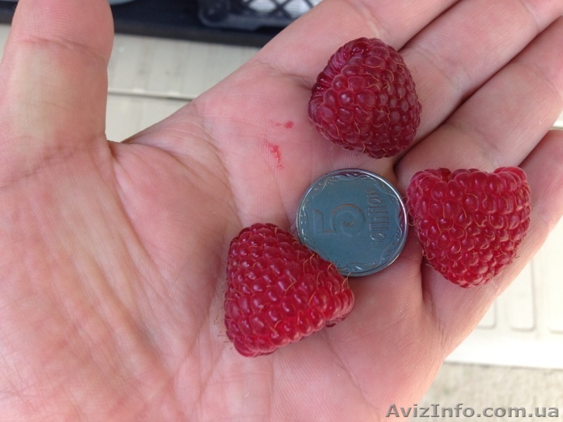 Продам малину оптом. - <ro>Изображение</ro><ru>Изображение</ru> #1, <ru>Объявление</ru> #945810