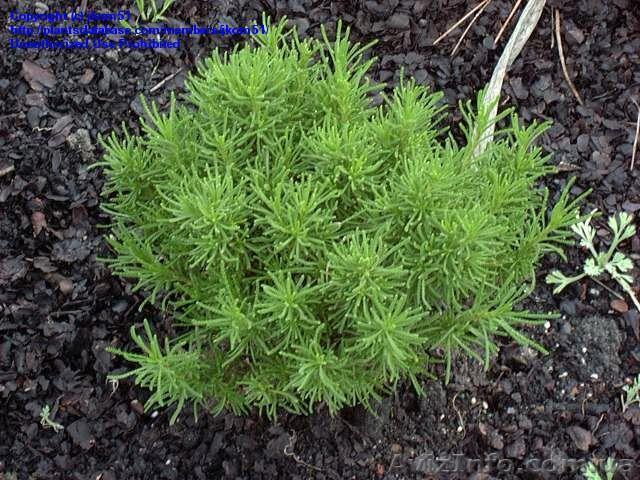 Садовые, вечнозеленые, хвойные, кустарники, деревья - Садовые растения  - <ro>Изображение</ro><ru>Изображение</ru> #1, <ru>Объявление</ru> #950204