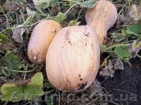 Продажа тыквы - <ro>Изображение</ro><ru>Изображение</ru> #1, <ru>Объявление</ru> #958809