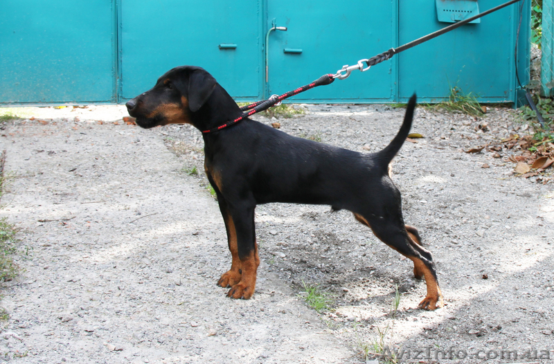 Ягдтерьер щенки и взрослые собаки - <ro>Изображение</ro><ru>Изображение</ru> #1, <ru>Объявление</ru> #981073