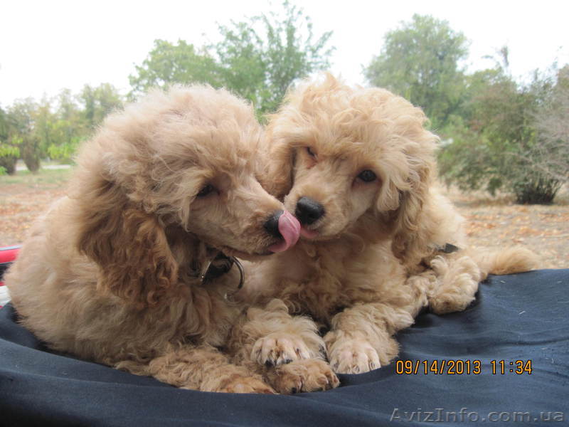 продам щенков той пуделя абрикосового окраса - <ro>Изображение</ro><ru>Изображение</ru> #1, <ru>Объявление</ru> #978091
