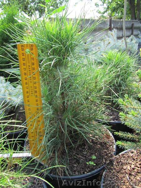 Продаем хвойные растения питомник Елки & палки - <ro>Изображение</ro><ru>Изображение</ru> #1, <ru>Объявление</ru> #975704