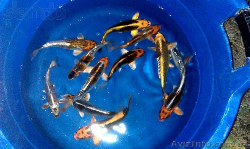 Продам Карпы кои - <ro>Изображение</ro><ru>Изображение</ru> #1, <ru>Объявление</ru> #995462