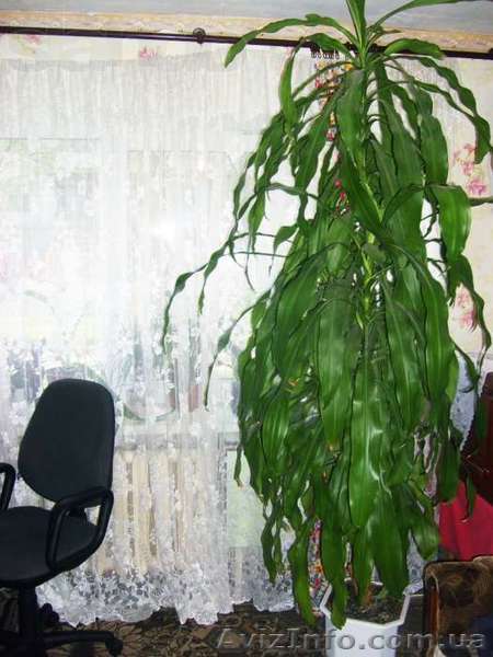 Продам Драцена Фрагранс Джанет Крейг - <ro>Изображение</ro><ru>Изображение</ru> #1, <ru>Объявление</ru> #999494