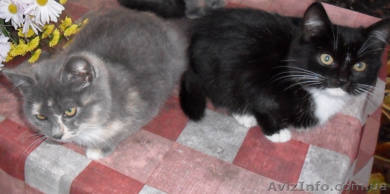 СРОЧНО ОТДАМ КОТЯТ в хорошие руки! - <ro>Изображение</ro><ru>Изображение</ru> #1, <ru>Объявление</ru> #988014