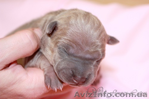 щенки Тайского Риджбека питомник "WildFlower Lotus" - <ro>Изображение</ro><ru>Изображение</ru> #1, <ru>Объявление</ru> #995989