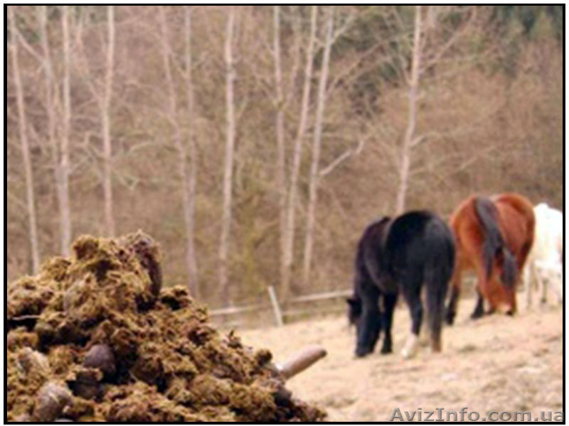 Конский навоз уникальное природное удобрение! - <ro>Изображение</ro><ru>Изображение</ru> #1, <ru>Объявление</ru> #990533