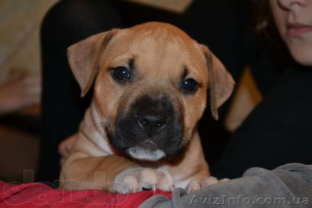  американский стаффордширский терьер - <ro>Изображение</ro><ru>Изображение</ru> #1, <ru>Объявление</ru> #1001493