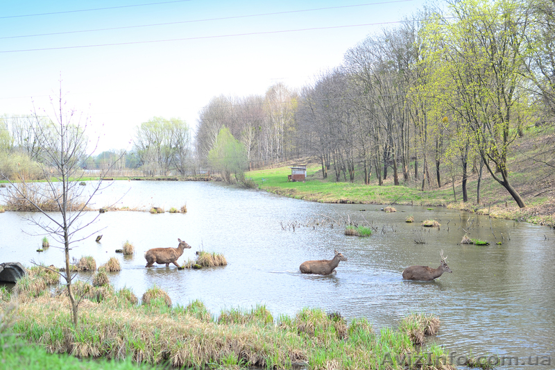 Рыбалка в гостиничном комплексе" Кера" - <ro>Изображение</ro><ru>Изображение</ru> #1, <ru>Объявление</ru> #1006732