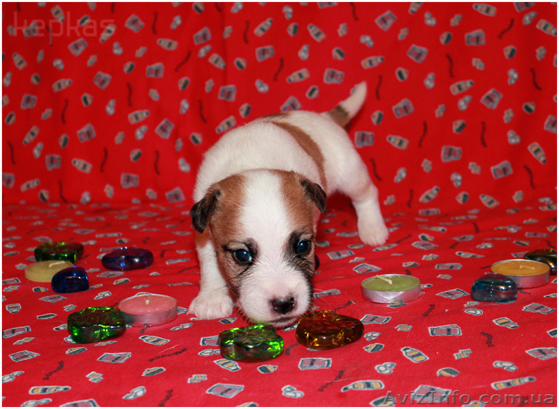 Джек рассел терьер, щенки шоу-класса, привозные крови - <ro>Изображение</ro><ru>Изображение</ru> #1, <ru>Объявление</ru> #1001709