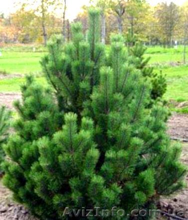 Новогодняя ёлка - <ro>Изображение</ro><ru>Изображение</ru> #1, <ru>Объявление</ru> #1009577