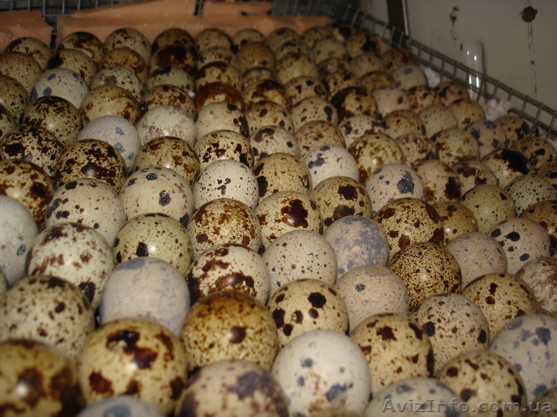 Продам яйца перепелиные. - <ro>Изображение</ro><ru>Изображение</ru> #1, <ru>Объявление</ru> #1004589
