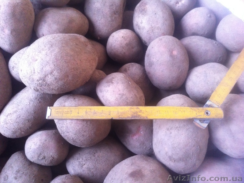 Картофель Asterix - <ro>Изображение</ro><ru>Изображение</ru> #1, <ru>Объявление</ru> #1028112