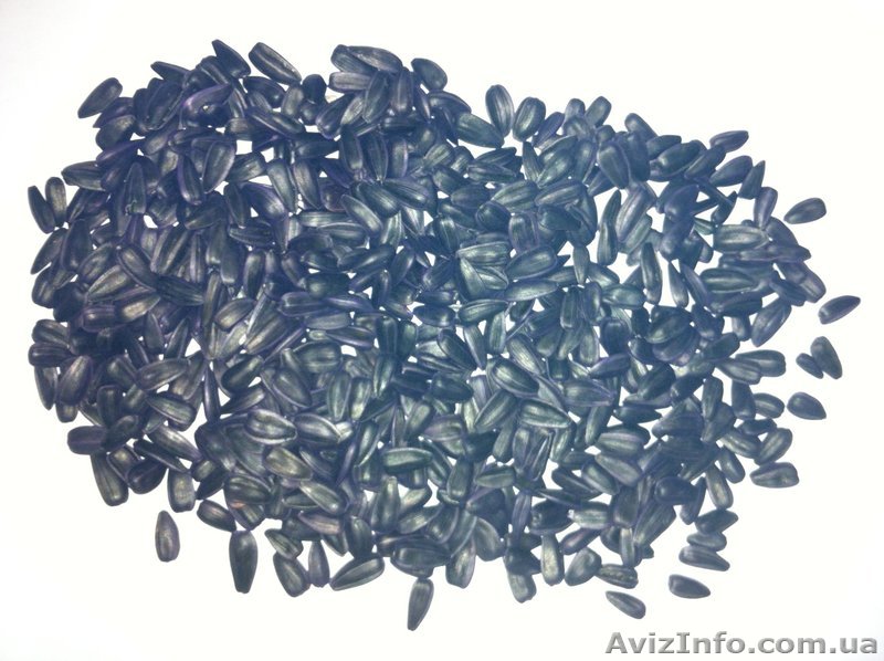 Семенноводческое хозяйство реализует семена кондитерского подсолнечника Алмаз - <ro>Изображение</ro><ru>Изображение</ru> #1, <ru>Объявление</ru> #1026428