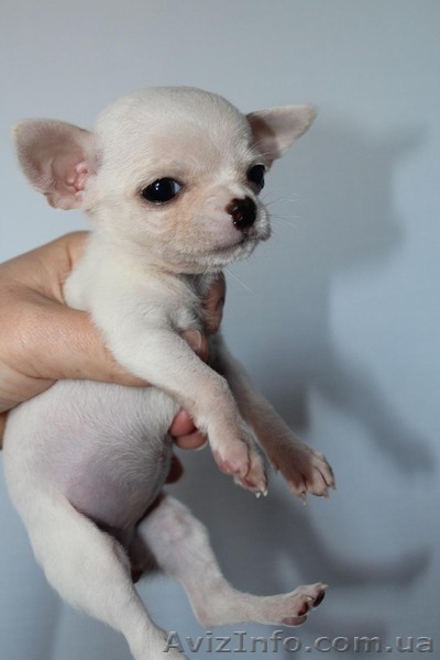 Щенки чихуахуа для разведения и шоу - <ro>Изображение</ro><ru>Изображение</ru> #1, <ru>Объявление</ru> #1062772