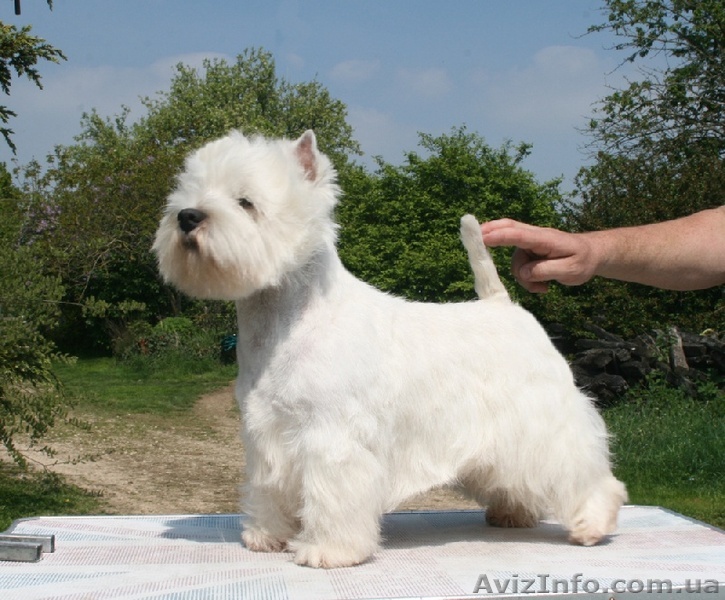 Вязка Вест хайленд вайт терьера - <ro>Изображение</ro><ru>Изображение</ru> #1, <ru>Объявление</ru> #1073543