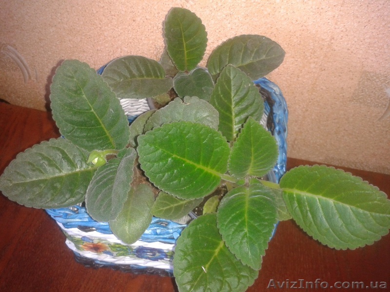 Продам глоксинии.      - <ro>Изображение</ro><ru>Изображение</ru> #1, <ru>Объявление</ru> #1111593