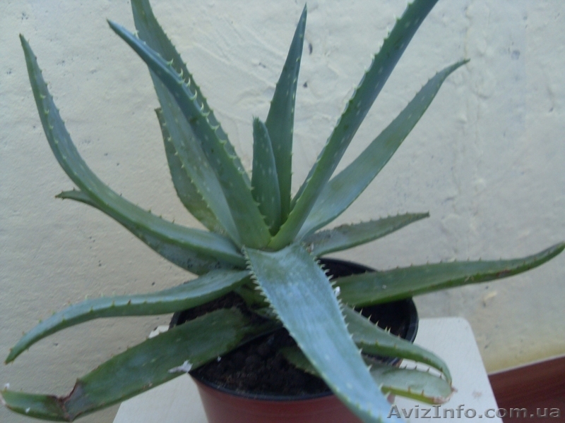 Алое лечебное 5 лет - <ro>Изображение</ro><ru>Изображение</ru> #1, <ru>Объявление</ru> #1115337