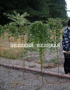 Дерен белый, купить, 1 м. продажа оптом и в розницу. - <ro>Изображение</ro><ru>Изображение</ru> #1, <ru>Объявление</ru> #1139858