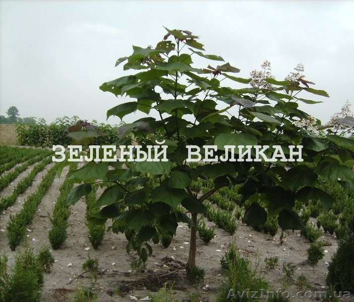 Дейция - цветущее декоративное дерево - <ro>Изображение</ro><ru>Изображение</ru> #1, <ru>Объявление</ru> #1139859