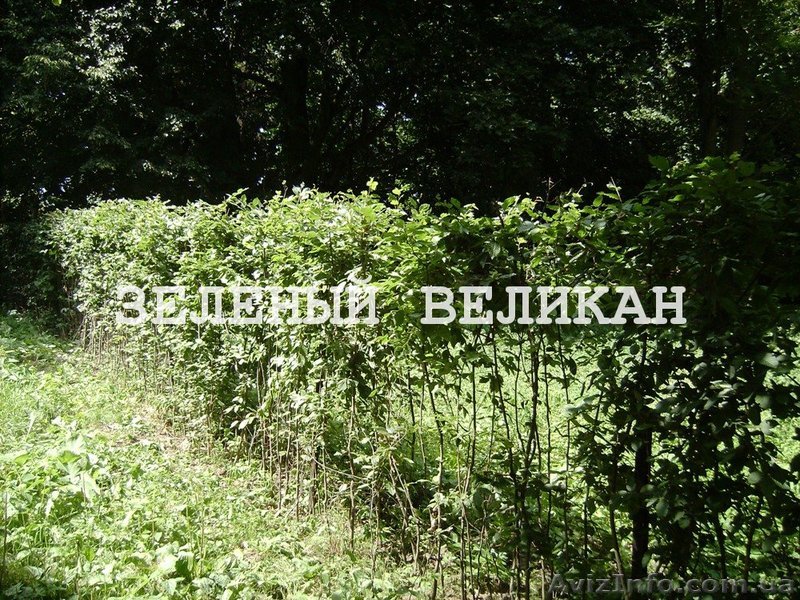 Граб для живой изгороди, купить, 1 м - <ro>Изображение</ro><ru>Изображение</ru> #1, <ru>Объявление</ru> #1139857