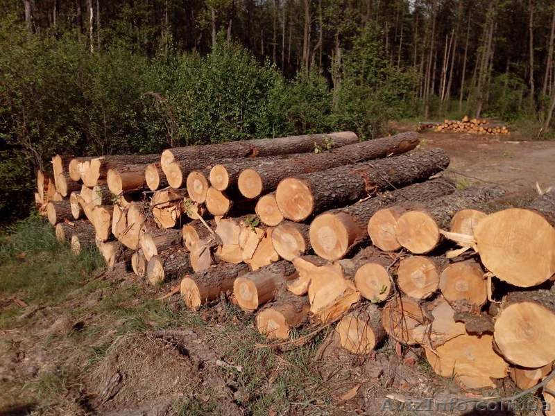 Продам Бревна(Дуб) - <ro>Изображение</ro><ru>Изображение</ru> #1, <ru>Объявление</ru> #1154123