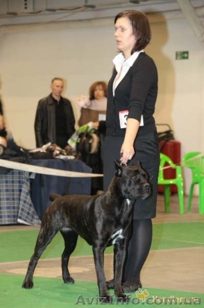 Услуги хендлера. Подготовка собаки к выставкам. - <ro>Изображение</ro><ru>Изображение</ru> #1, <ru>Объявление</ru> #1144465