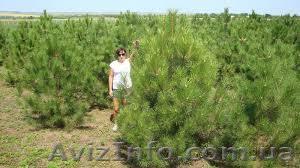 Елка новогодняя из питомника - <ro>Изображение</ro><ru>Изображение</ru> #1, <ru>Объявление</ru> #1164272